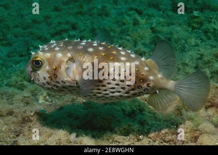 Cyclichthys spilostym, rana pescatrice, rana pescatrice gialla, Gelbflecken-IgelfischUtopia Beach, Mar Rosso, Egitto, Rotes Meer, Ägypten Foto Stock