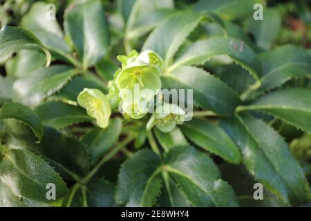 Pianta perenne di Hellebore Verde (Helleborus viridis) con primo piano sulla testa di fioritura Foto Stock