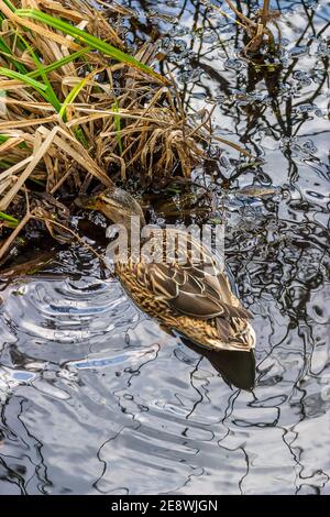 Femmina d'anatra Mallard alla ricerca di cibo al bordo di un'acqua Foto Stock