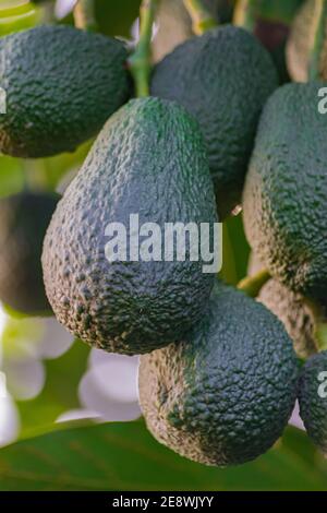 hass avocados, (persea americana), appeso su un albero, pronto per la raccolta Foto Stock