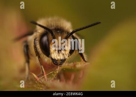 Frontale primo piano di un'ape maschio Patchwork, Tuinbladsnijder, Megachile centuncularis Foto Stock