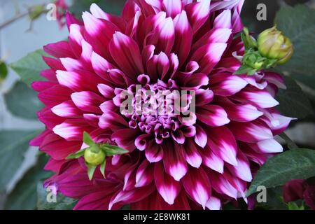 Primo piano di una dahlia rossa, membro della famiglia Compositae di piante dicotiledone Foto Stock