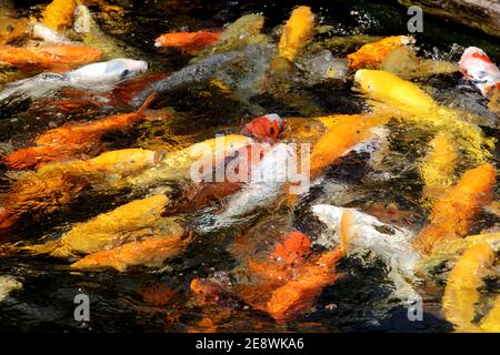 Fantastica carpa di Koi colorata che nuota al laghetto nel giardino Foto Stock