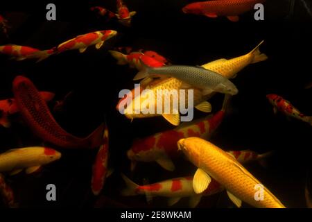 Fantastica carpa di Koi colorata che nuota al laghetto nel giardino Foto Stock