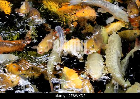 Fantastica carpa di Koi colorata che nuota al laghetto nel giardino Foto Stock