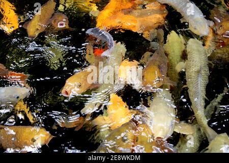 Fantastica carpa di Koi colorata che nuota al laghetto nel giardino Foto Stock