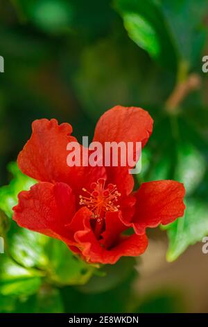fiore rosso ibisco in fiore, (rosa sinensis), con sfondo verde foglie Foto Stock