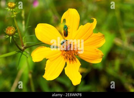 Lo spettacolare luccicante Jewel Beetle è attratto dalle Daisie del Blackjack giallo per nutrirsi sul polline. I maschi e le femmine sono diversi Foto Stock