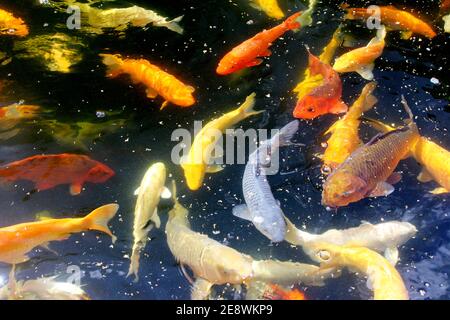 Fantastica carpa di Koi colorata che nuota al laghetto nel giardino Foto Stock