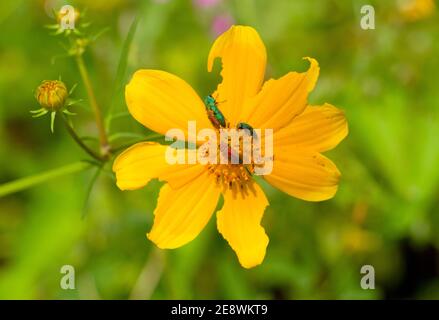 Lo spettacolare luccicante Jewel Beetle è attratto dalle Daisie del Blackjack giallo per nutrirsi sul polline. I maschi e le femmine sono diversi Foto Stock