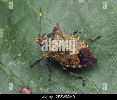 Vista dorsale dello sciampo di bronzo (Troilus luridus) poggiante sulla foglia. Tipperary, Irlanda Foto Stock