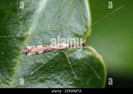 Vista dorsale di un bug con zampe di filo (Empicoris vagabundus) strisciato su una foglia agile. Tipperary, Irlanda Foto Stock