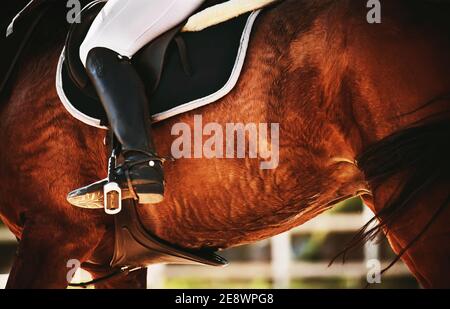 Primo piano delle gambe di un cavaliere in una staffa, che cavalca un cavallo baia veloce, illuminato dalla luce del sole. Sport equestri. Equitazione. Foto Stock