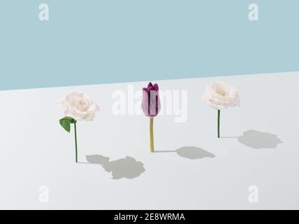 Layout creativo realizzato con fiori su sfondo blu e bianco. Stagione natura piatto posa. Concetto di molla minimo. Foto Stock