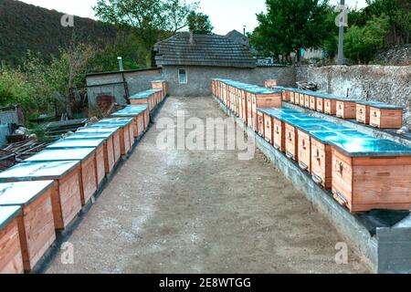 Alveari di api di fila . Apiary nel villaggio Foto Stock