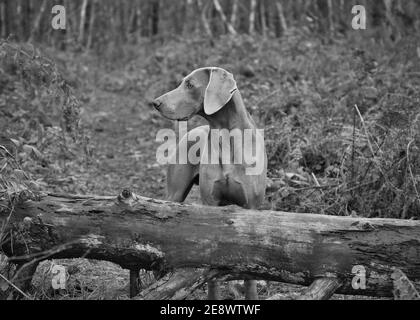 Oban il Weimaraner Foto Stock