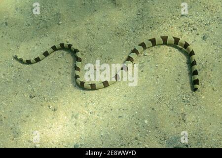 Myrichthys colobrinus, anguilla di serpente a fasce, Geringelter Schlangenaal, Utopia Beach, Mar Rosso, Egitto, Rotes Meer, Ägypten Foto Stock