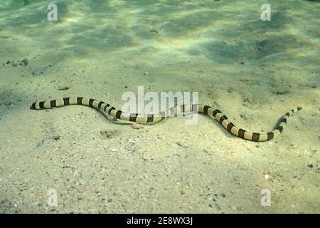 Myrichthys colobrinus, anguilla di serpente a fasce, Geringelter Schlangenaal, Utopia Beach, Mar Rosso, Egitto, Rotes Meer, Ägypten Foto Stock