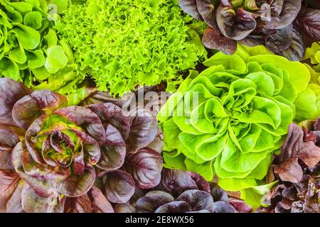 Varie colture di lattuga verde e rossa fresca Foto Stock