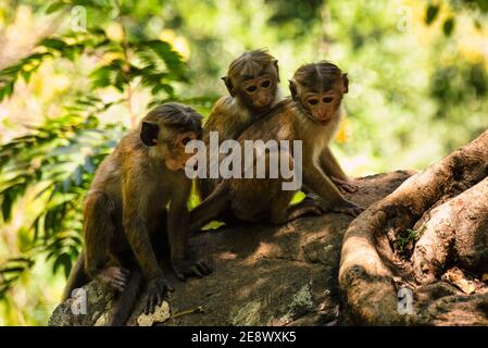 Gruppo di giovani macaque Toque, macaca sinica, ceylon scimmia dello Sri Lanka. Seduto in un albero nella foresta pluviale Foto Stock