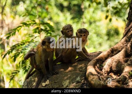 Gruppo di giovani macaque Toque, macaca sinica, ceylon scimmia dello Sri Lanka. Seduto in un albero nella foresta pluviale Foto Stock