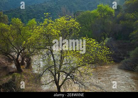 Primavera en el Río Jándula, Parque Natural Sierra de Andújar, Jaen, Andalucía, España Foto Stock