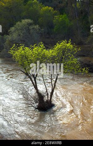 Primavera en el Río Jándula, Parque Natural Sierra de Andújar, Jaen, Andalucía, España Foto Stock