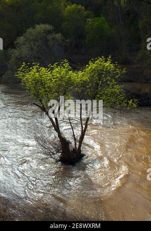 Primavera en el Río Jándula, Parque Natural Sierra de Andújar, Jaen, Andalucía, España Foto Stock