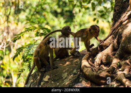 Gruppo di giovani macaque Toque, macaca sinica, ceylon scimmia dello Sri Lanka. Seduto in un albero nella foresta pluviale Foto Stock