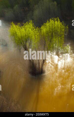 Primavera en el Río Jándula, Parque Natural Sierra de Andújar, Jaen, Andalucía, España Foto Stock