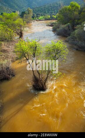 Primavera en el Río Jándula, Parque Natural Sierra de Andújar, Jaen, Andalucía, España Foto Stock