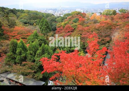 acero rosso che cade nel giardino di kyoto Foto Stock