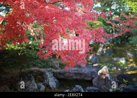 acero rosso che cade nel giardino di kyoto Foto Stock