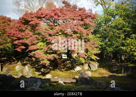 acero rosso che cade nel giardino di kyoto Foto Stock