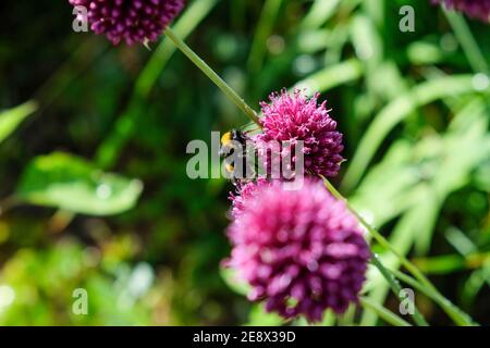 Api e bumblebee foraggio per il miele sul ornamentale viola dare un'occhiata Foto Stock