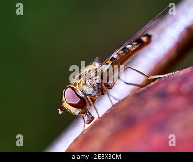 Volando, scientificamente Syrphidae, su una vecchia mela rossa marcio su un albero di mele Foto Stock