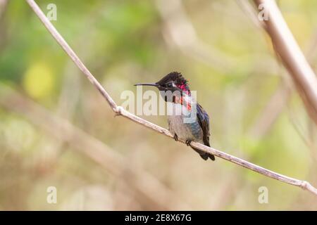 Ape hummingbird, Melissuga helenae, l'uccello più piccolo del mondo, adulto selvatico maschio arroccato su fusto di erba, Zapata, Cuba Foto Stock