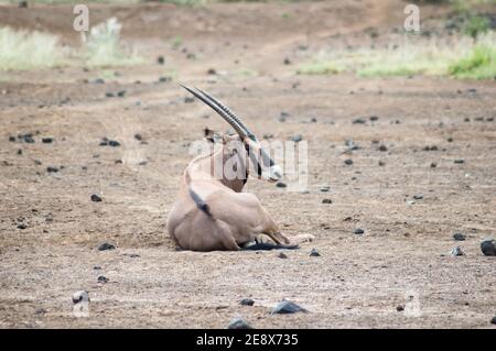 Oryx seduto nella savana di Tsavo West Park Foto Stock