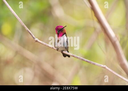 Ape hummingbird, Melissuga helenae, adulto selvatico maschio in allevamento piombato arroccato su fusto di erba, Zapata, Cuba Foto Stock