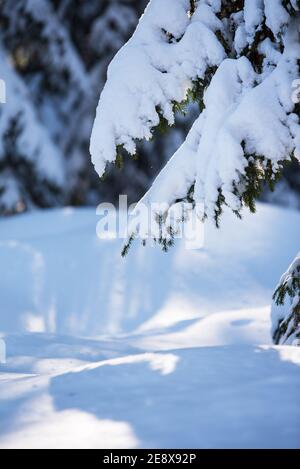 Rami di abete innevato (Picea abies). Messa a fuoco selettiva e profondità di campo poco profonda. Foto Stock