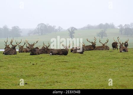 Manchurian Sika Deer: Stracci che riposano nel parco dei cervi, Bedfordshire, Inghilterra, UK, gennaio 2021 Foto Stock