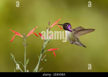 Costa Hummingbird maschio, Calypte Costae, che si nuce al fiore chuparosa, Justicia californica. Foto Stock