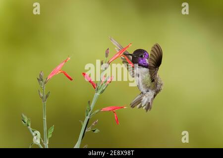 Costa Hummingbird maschio, Calypte Costae, che si nuce al fiore chuparosa, Justicia californica. Foto Stock