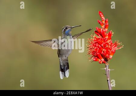 Hummingbird maschio con gola blu, Lampornis clemenciae, che si nuote al fiore di ocotillo, Fouqueria splendens. Foto Stock