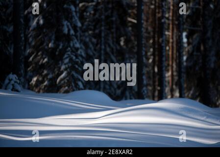 Foresta invernale, luce solare intensa e ombre sulla coperta di neve. Foto Stock