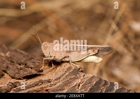 Rangeland Grasshopper, Arphia conssola, Acrididae, alato di speckle. Foto Stock