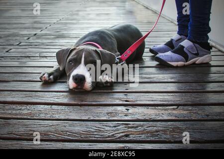 Obbediente adorabile cane cucciolo di beagle purebred al cioccolato sdraiato su un percorso di legno con un look noioso e melanconico Foto Stock