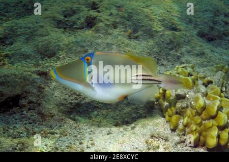 Rhinecanthus assasi, picassofish arabo, Rotmeer-Picassodrückerfisch, Arabischer Picassodrückerfisch, Utopia Beach, Mar Rosso, Egitto, Rotes Meer Foto Stock