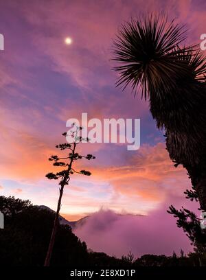 Agave americana (albero del secolo) e yucca cactus silhouette all'alba nella Sierra Gorda di Queretaro, Messico. Foto Stock