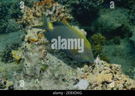 Siganus stellatus, spinefoot bruno-puntato, Tüpfel-Kaninchenfisch, Utopia Beach, Mar Rosso, Egitto, Rotes Meer, Ägypten Foto Stock